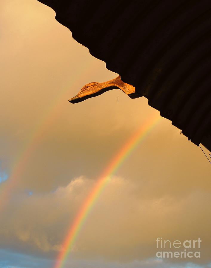 Rainbow Duck Photograph by Linda Hollis