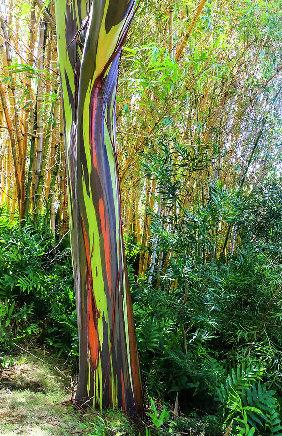 Rainbow Eucalyptus Tree 1 Photograph by Dawn Richards