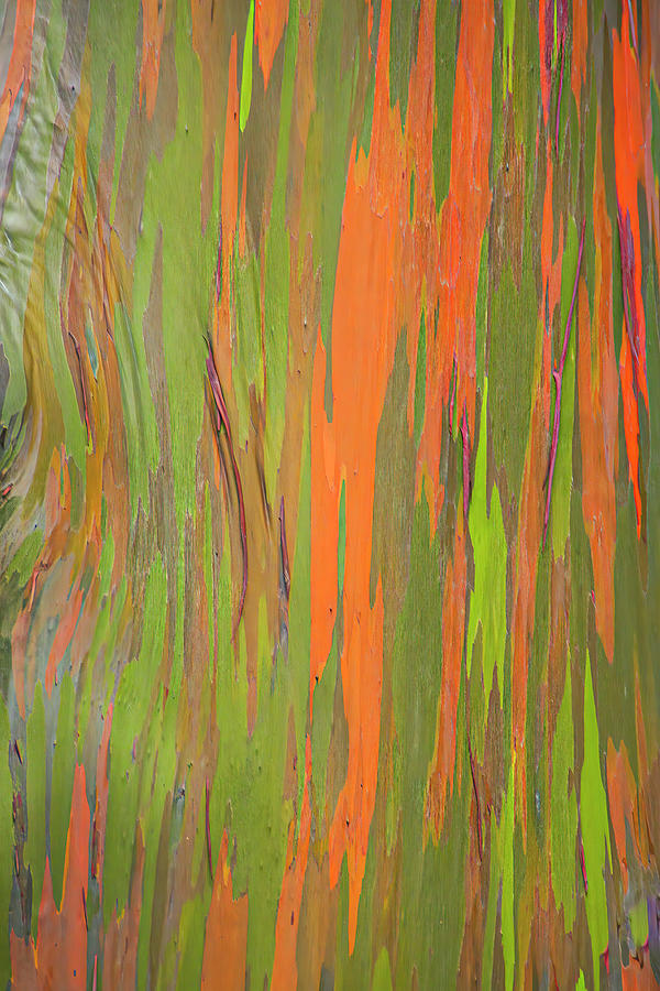 Rainbow Eucalyptus Tree Abstract Photograph by Patti Deters