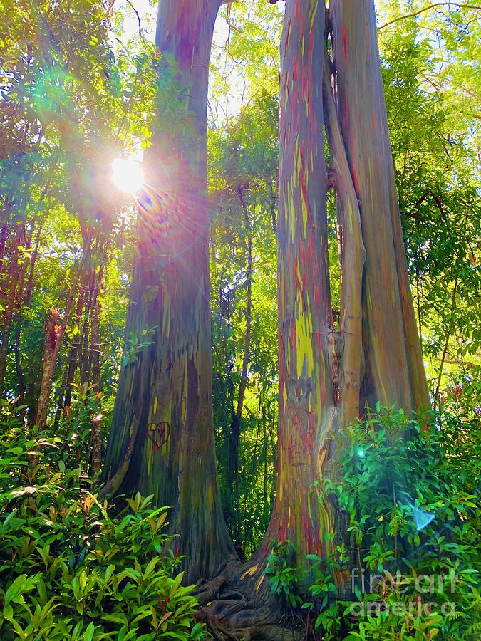 Rainbow eucalyptus tree in Maui Hawaii Photograph by Celeste Forst ...