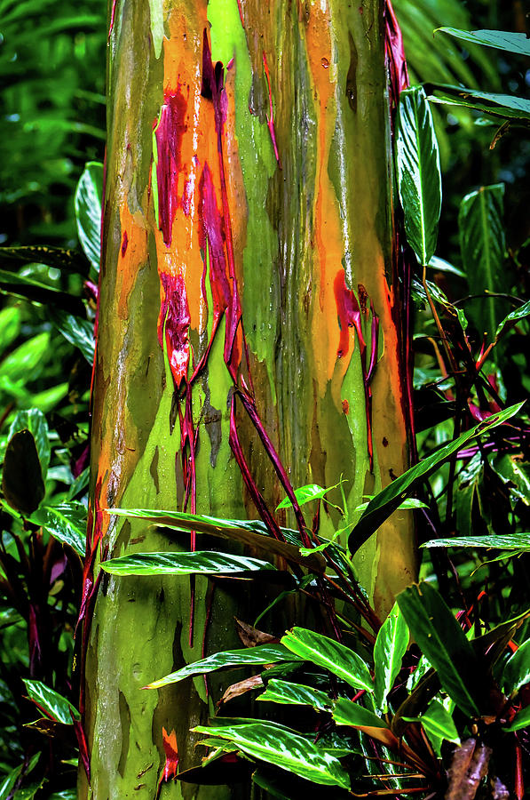 Rainbow Eucalyptus Tree Photograph by Karen Wiles