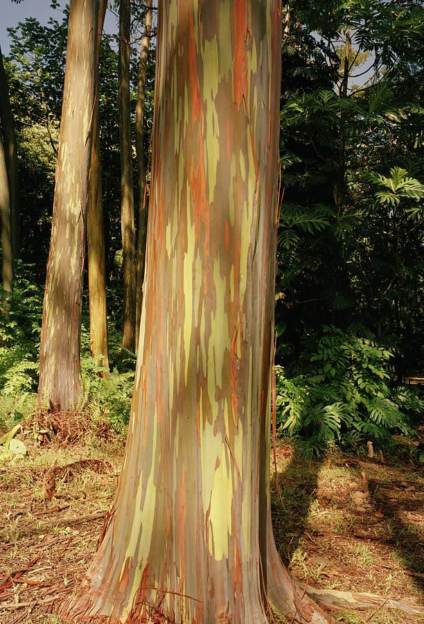 Rainbow Eucalyptus Trees, Keanae Arboretum, Keanae, Maui, Hawaii Photograph by Diane Cook and Len Jenshel