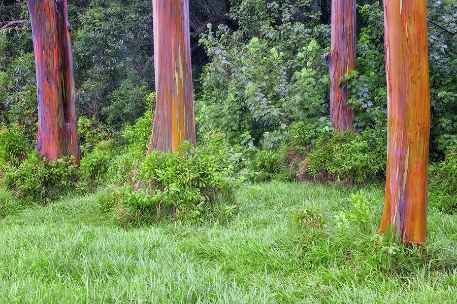 Rainbow Eucalyptus Trees Show Off Their Name Along The Road To Hana Photograph By Larry Geddis