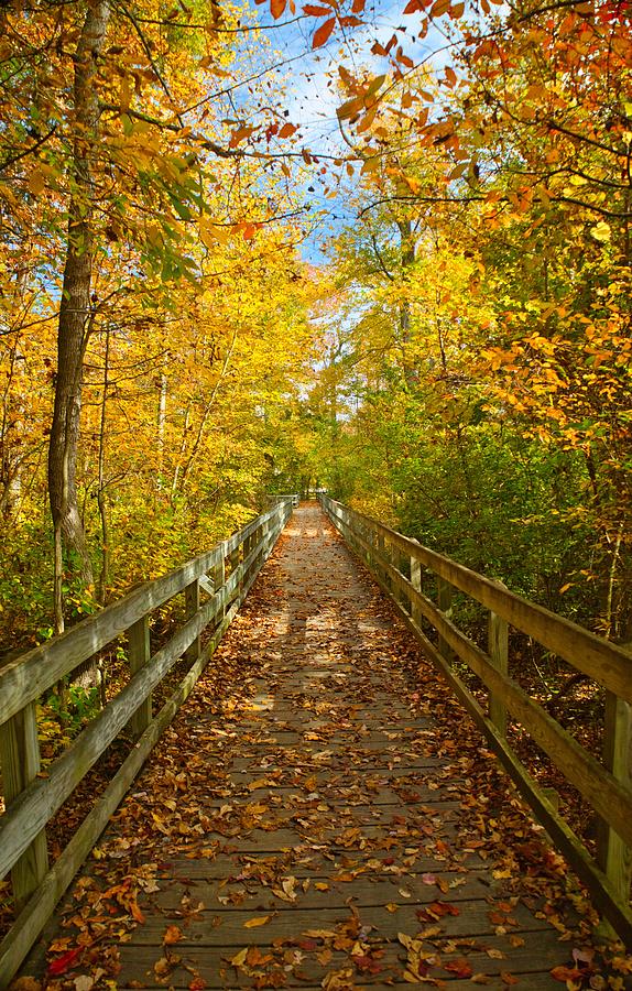 Rainbow Fall Leaves Photograph by Kerri Batrowny - Fine Art America