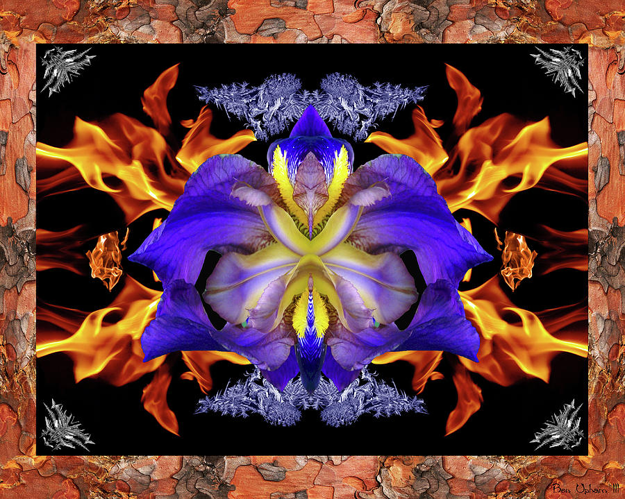 Rainbow Flower with Fire and Frost in a Ponderosa Pine Image Frame #2 Photograph by Ben Upham III