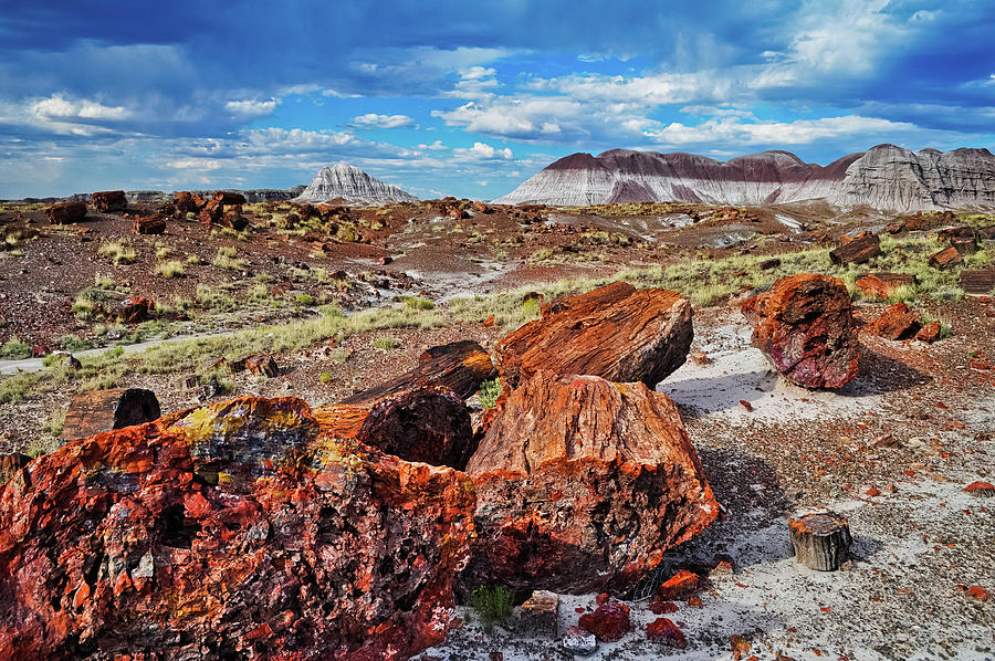 Rainbow Forest Arizona Landscape Photograph by Kyle Hanson - Fine Art ...