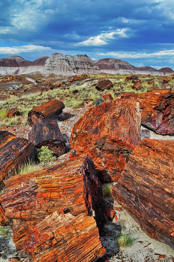 Rainbow Forest Arizona Portrait Photograph by Kyle Hanson - Fine Art ...