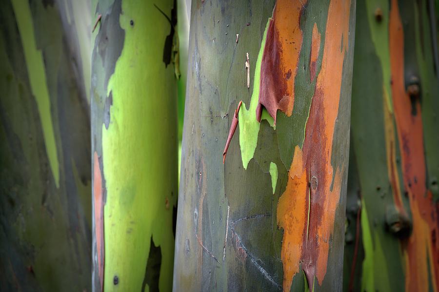 Rainbow Gum Tree Photograph by Heidi Fickinger
