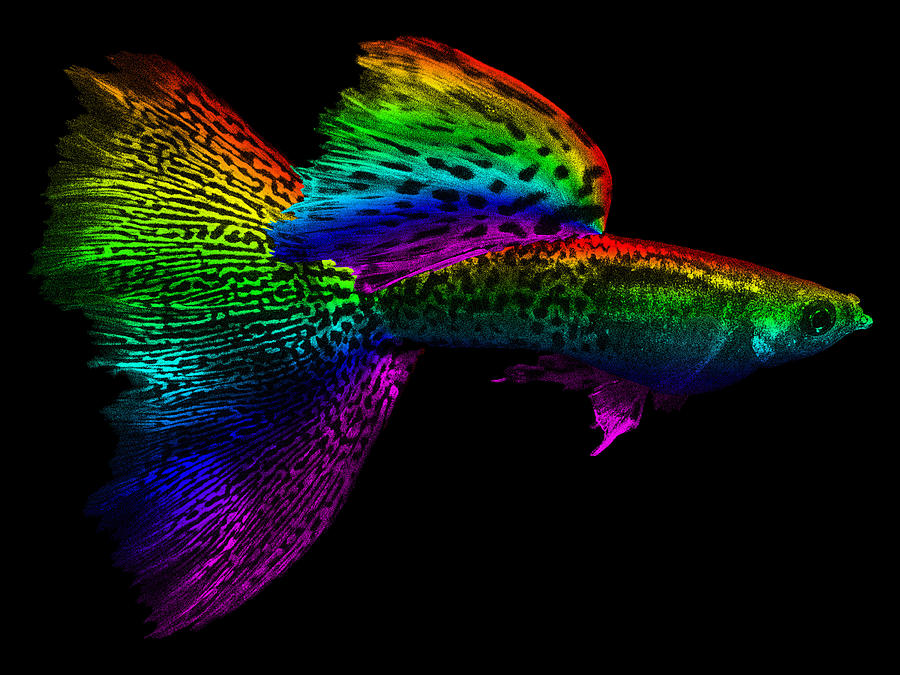 rainbow guppy