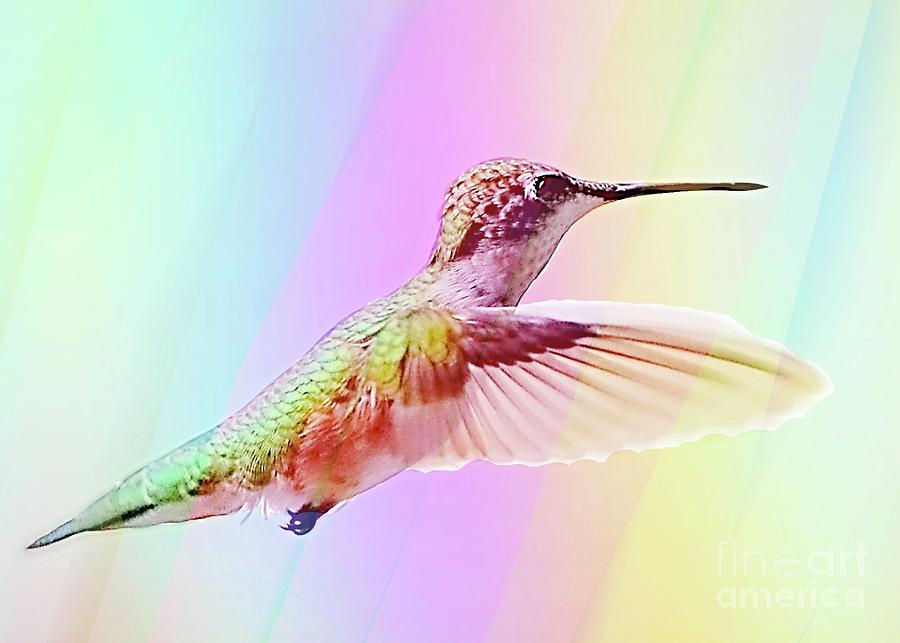 Rainbow Hummingbird Photograph by Lori Lafargue
