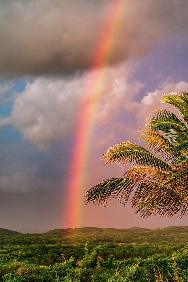 Rainbow Jungle Mazatlan Mexico Photograph by Tommy Farnsworth