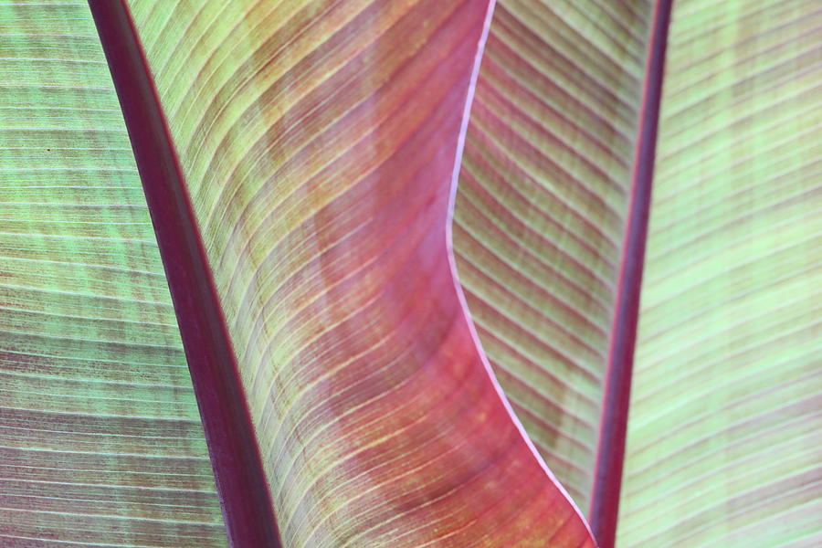 Nature Photograph - Rainbow Leaves by Kelly J Kreger