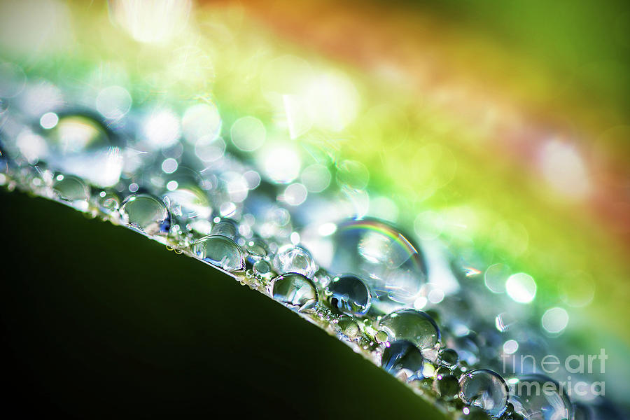 Rainbow light colors on dew water drop on leaf macro Photograph by Gregory DUBUS