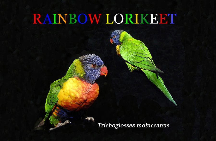 Rainbow lorikeet educational work B Photograph by David Lee Thompson