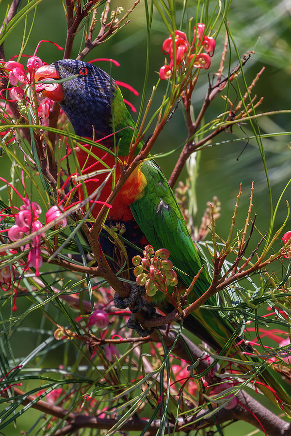 Bird Photograph - Rainbow Lorikeet Feeding by John Haldane