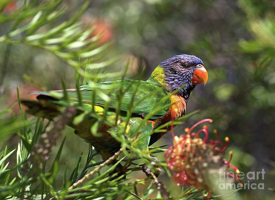 Parrot Photograph - Rainbow Lorikeet by Joy Watson