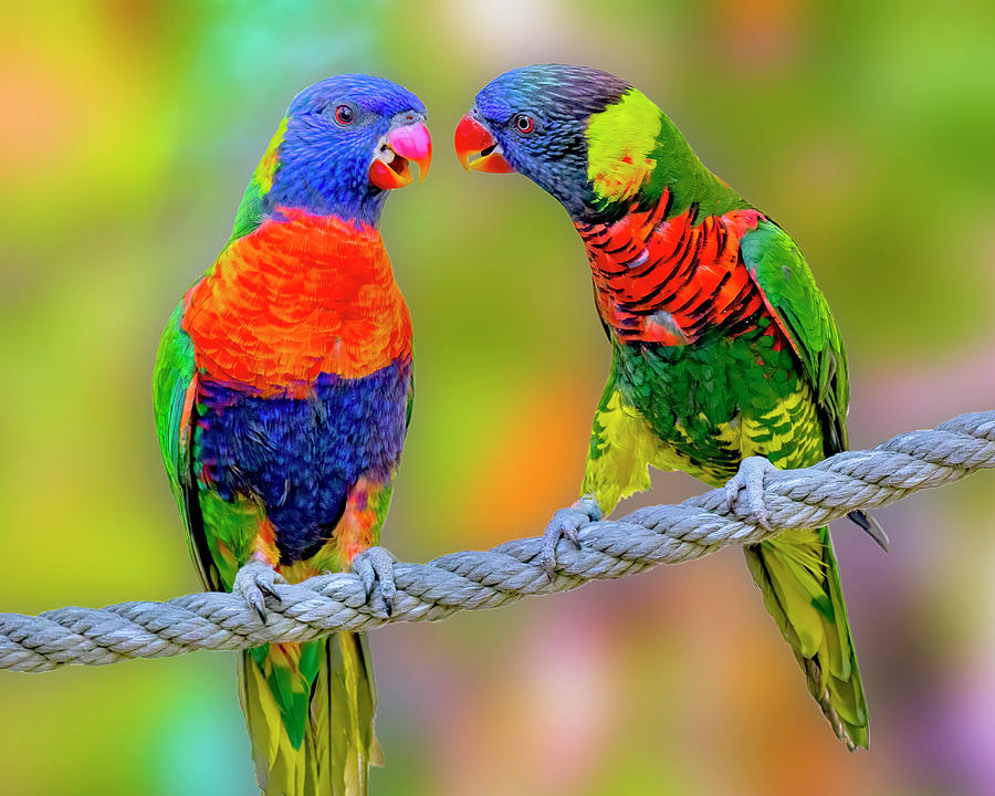 Rainbow Lorikeets Conversing on a Rope Photograph by Lowell Monke