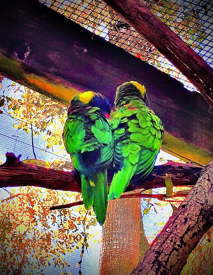 Rainbow Lorikeets Photograph by Kimberly Young - Pixels