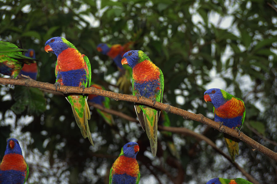 Rainbow lorikeets perching on tree branch Photograph by Comstock Images