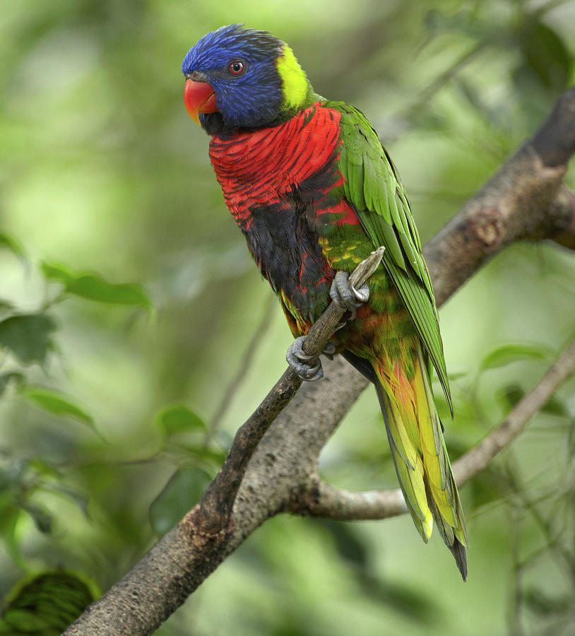 Rainbow Lory or Green Naped Lory Photograph by Tim Fitzharris - Pixels