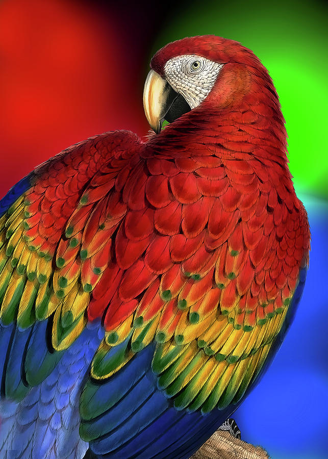 Rainbow Macaw Parrot Pet Lover Digital Art by Doreen Erhardt