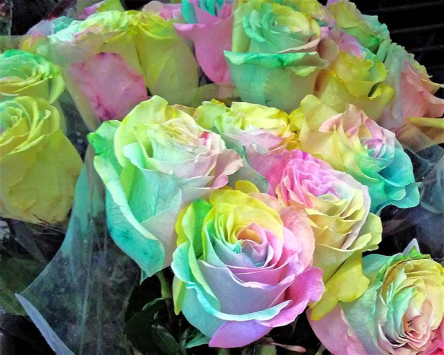 Rainbow of Roses Photograph by Andrew Lawrence