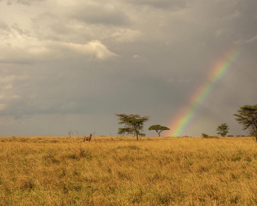 Rainbow on the Masai Mara in Kenya Photograph by Lindley Johnson