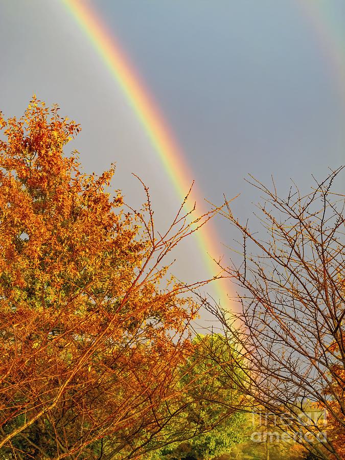 Rainbow over brown pin oak leaves, Maryland USA Photograph by William Kuta