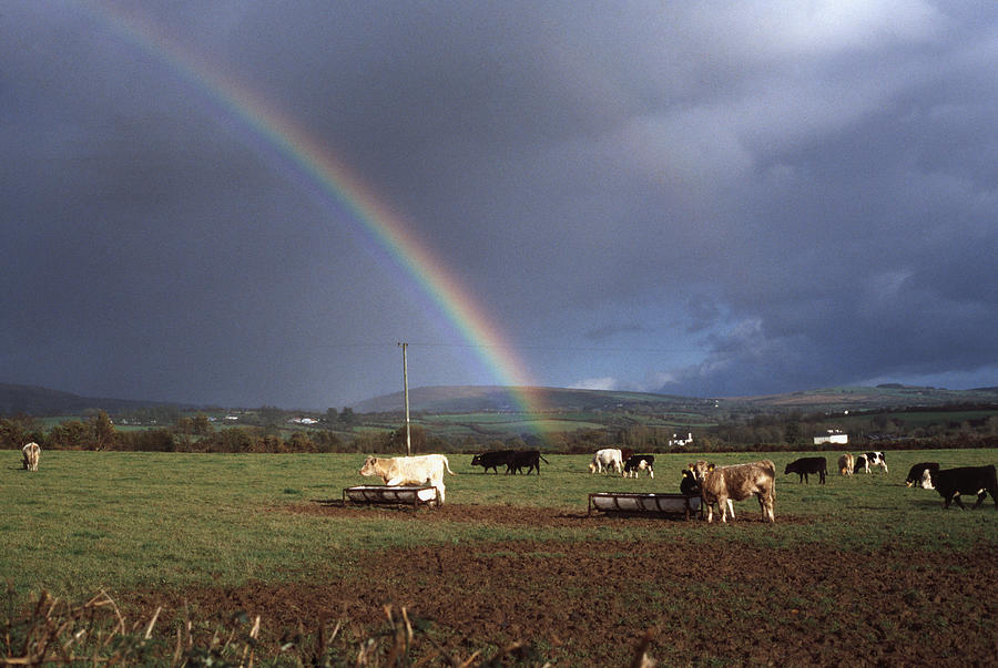 Rainbow over cows grazing on a field in killarney, co. Kerry, Ireland Photograph by Stockbyte