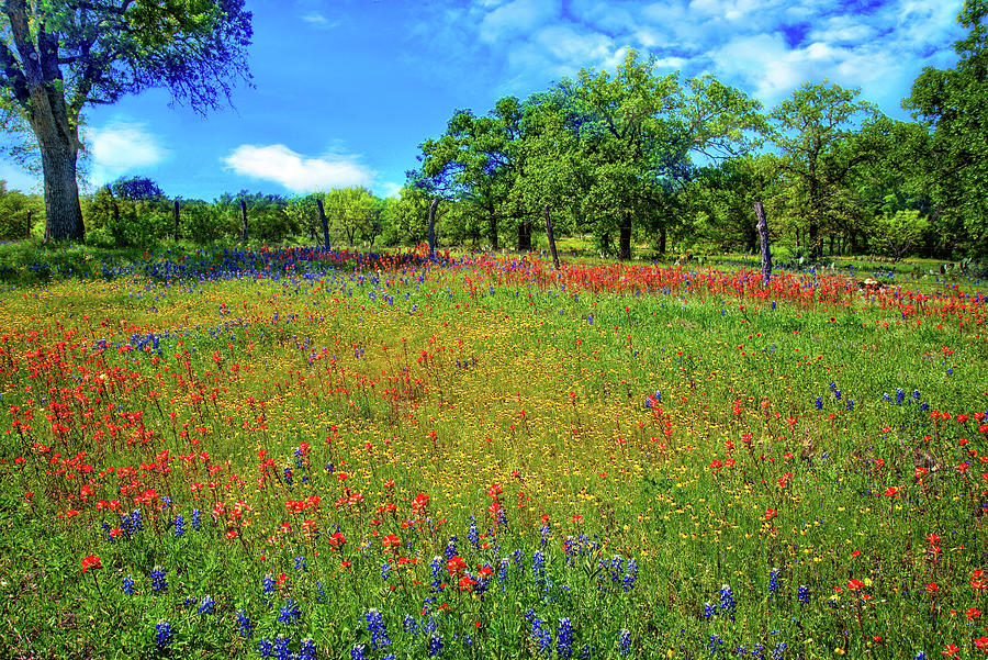 Rainbow Pallet in the Hill Country Photograph by Lynn Bauer
