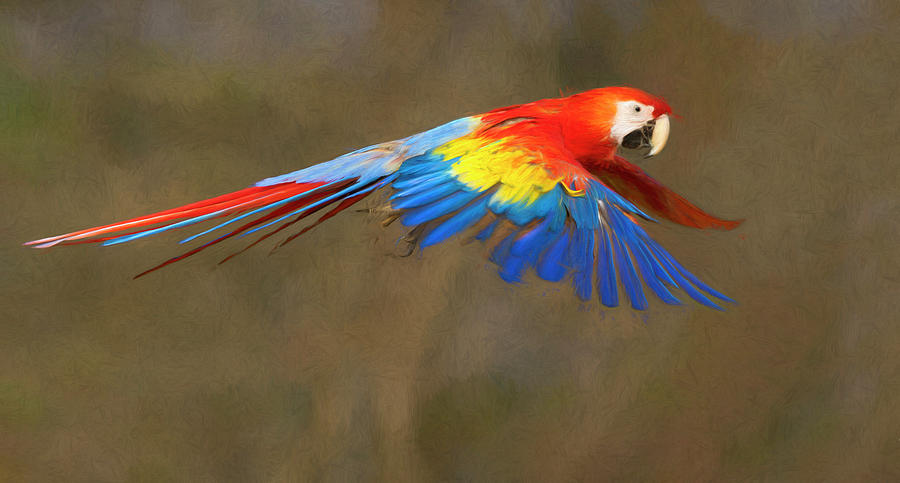 Scarlet Macaw in Flight Photograph by Art Cole