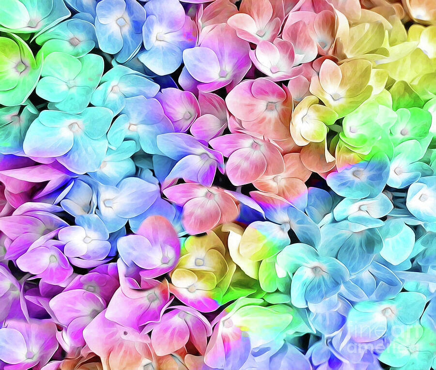 Rainbow Pastetl Hydrangea Photograph by Judy Palkimas