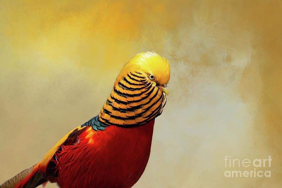 Portrait Photograph - Rainbow Pheasant Portrait by Eva Lechner