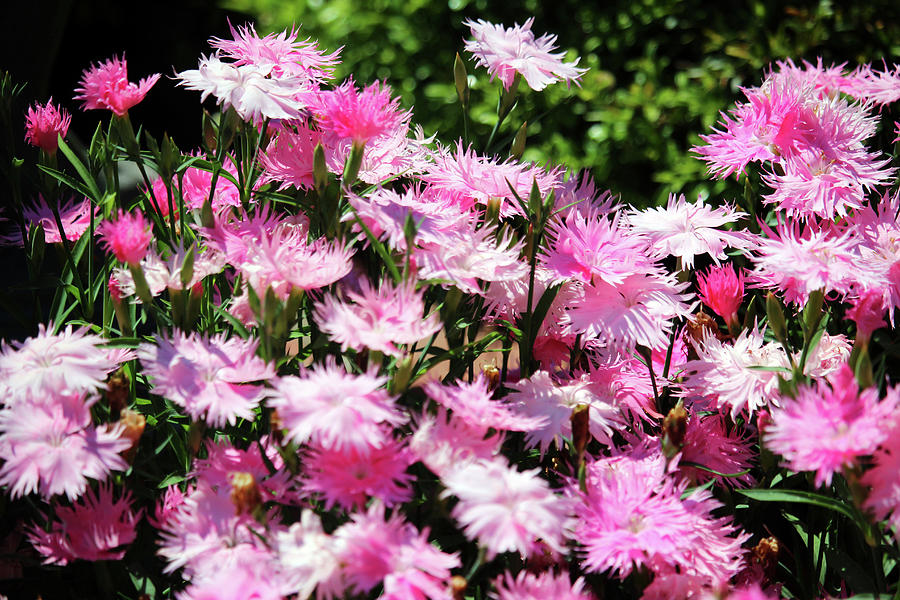 Rainbow Pink Flowers Photograph by Cynthia Guinn