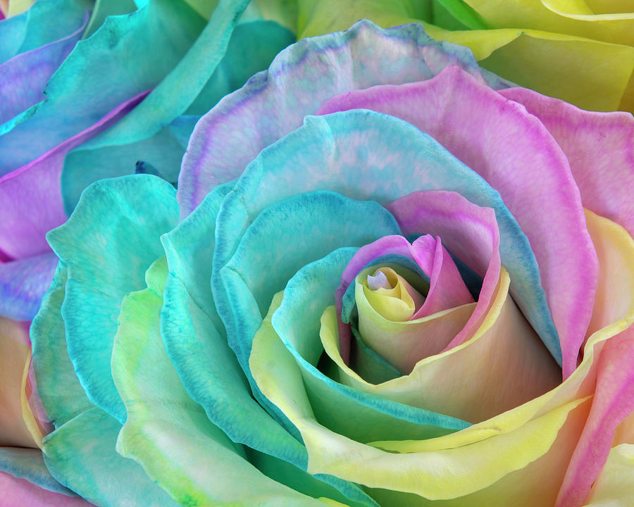 Rainbow Rose 2 Photograph