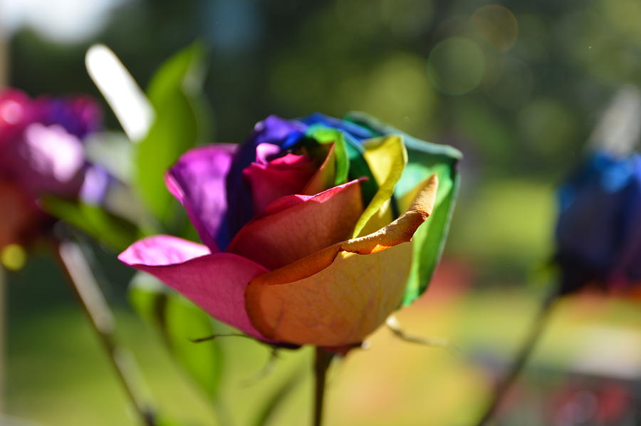 Rainbow Rose Photograph by Cindy Seavert - Fine Art America