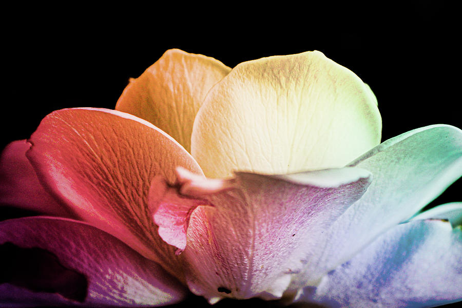 Rainbow Rose Macro Digital Art by W Craig Photography