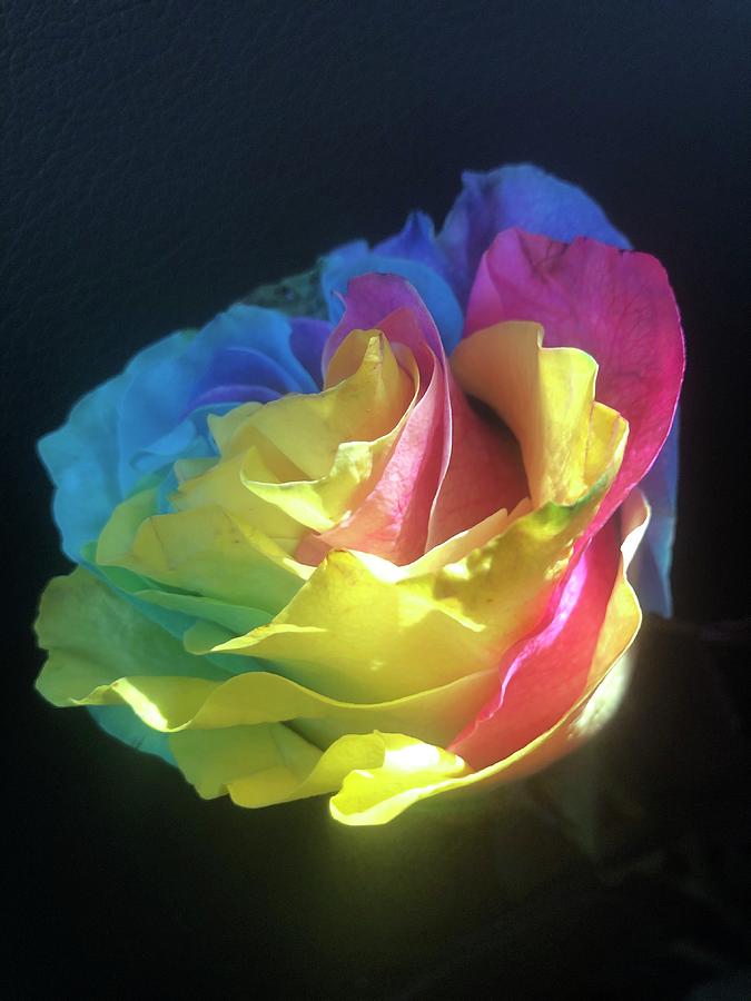 Rainbow Rose Photograph by Zola O'Donnell - Fine Art America