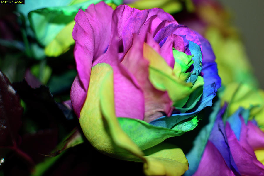 Flower Photograph - Rainbow Roses #1 by Andrew Bilodeau