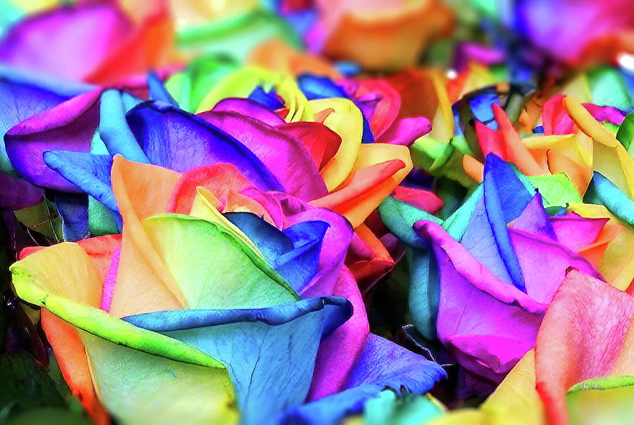 Rainbow Roses Photograph by Russ Harris