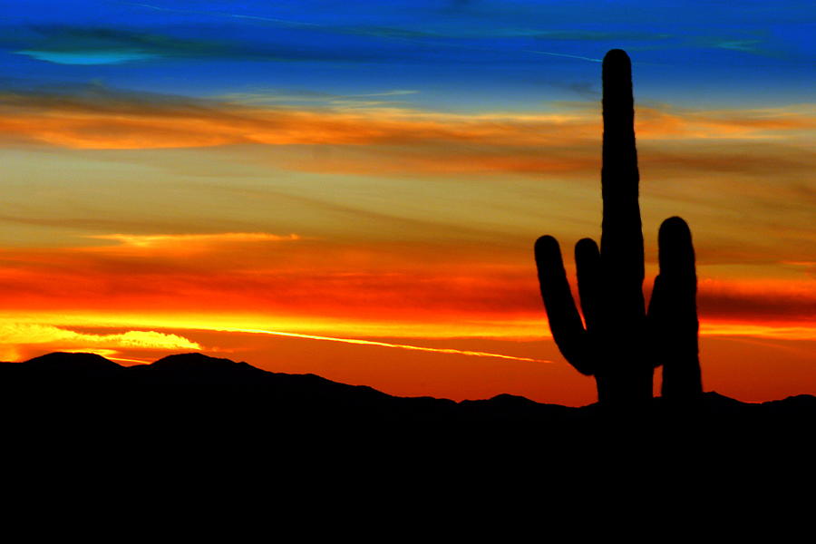 Rainbow Saguaro Photograph by Gene Taylor