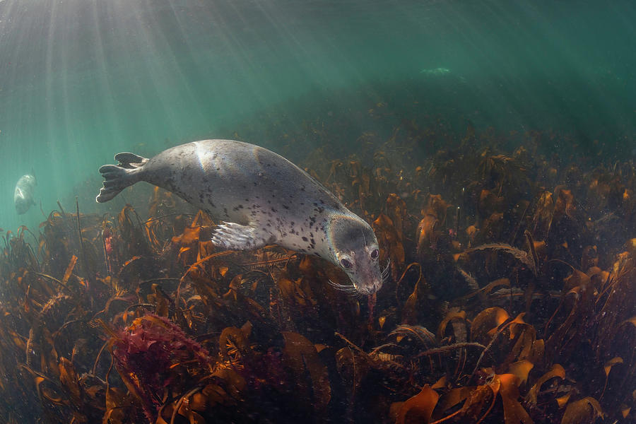 rainbow Seal Photograph by Mike Clark | Fine Art America