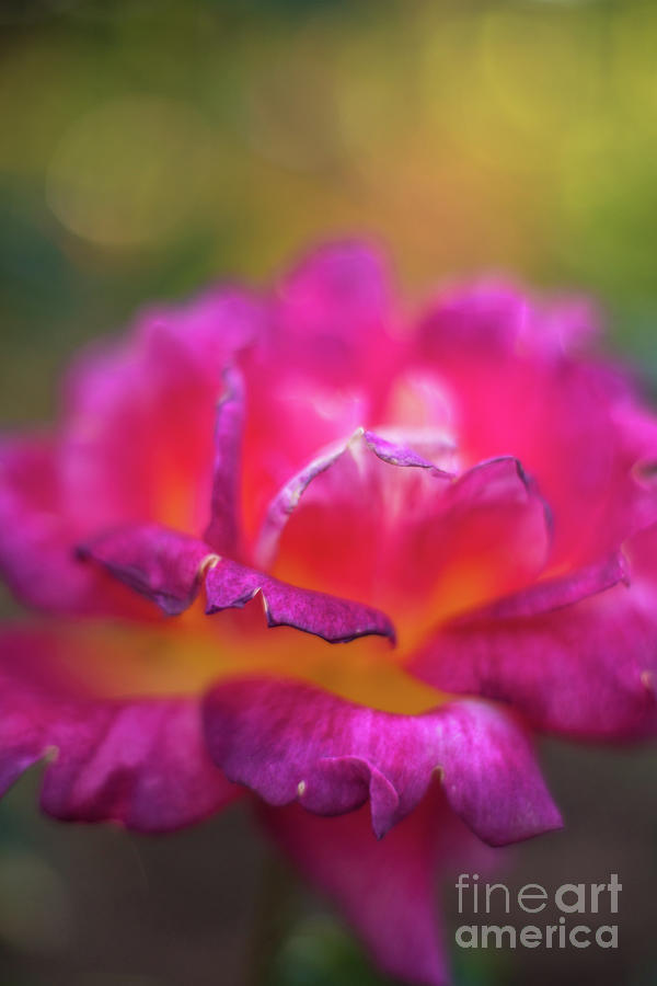 Rainbow Sherbet Rose Closeup Photograph