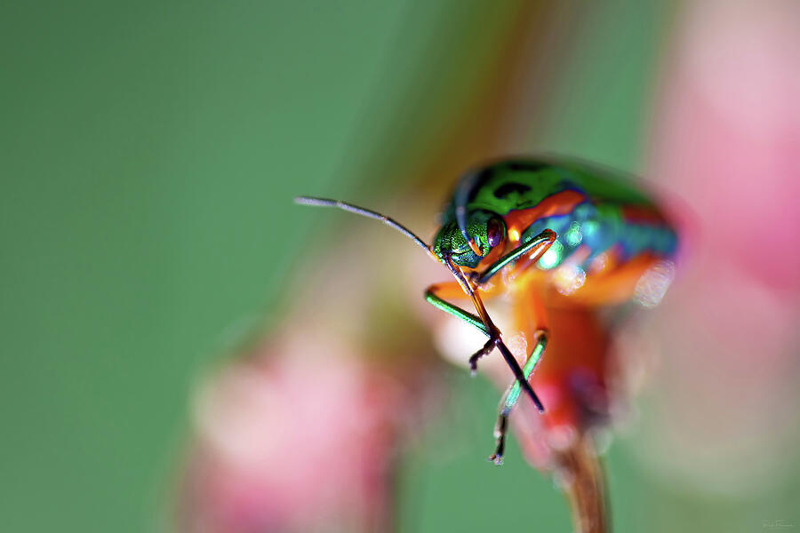 Rainbow Shield Bug Photograph by Rick Furmanek