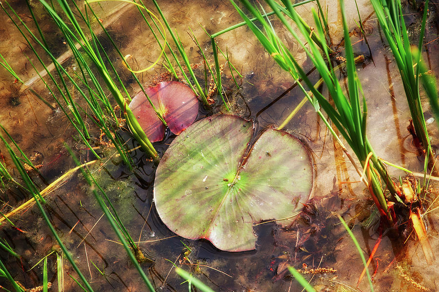 Rainbow Springs Lily Pads Photograph