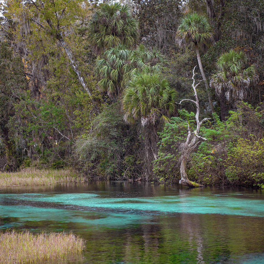Rainbow Springs by Patrick M Lynch Rainbow Springs by Patrick M Lynch