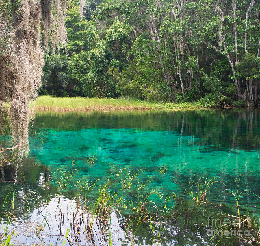 Rainbow Springs State Park Photograph by L Bosco