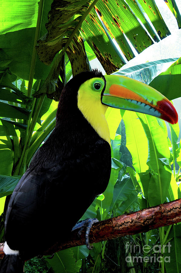 Rainbow Toucan sitting on a branch in the rainforest.  Photograph by Gunther Allen