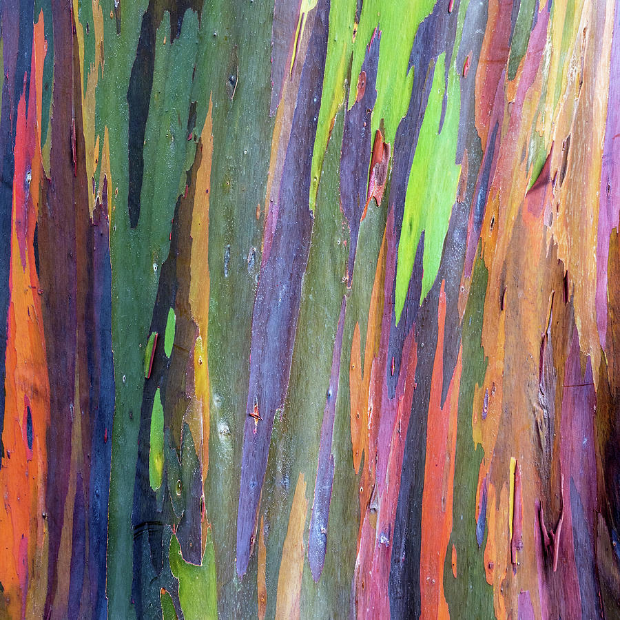 Rainbow Tree Bark Photograph by Sqwhere Photo - Fine Art America