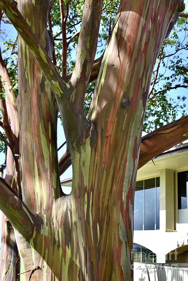 Rainbow Tree Photograph
